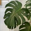 plantladypicks